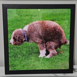 Pooping Spanish Water Dog Framed Photo (12"x12")